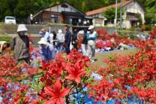 キリシマツツジ