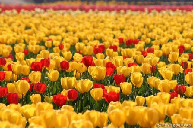 Tulips in the paddy field in front of Negarami