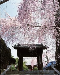 Cherry blossoms at Komyoji Temple