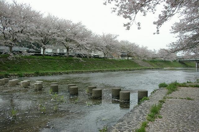 A row of cherry blossom trees