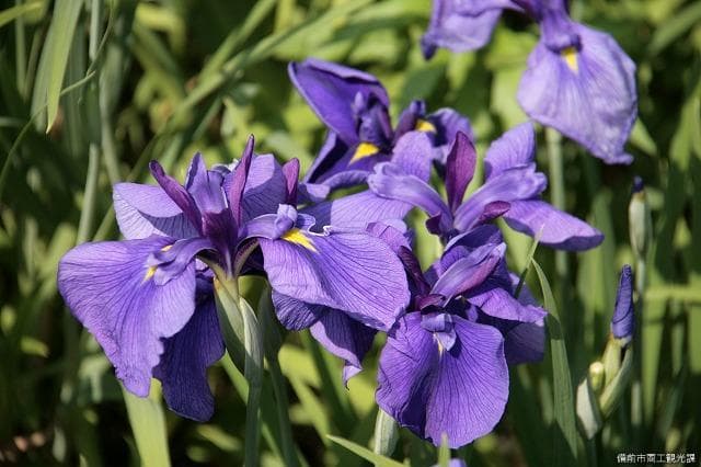 Kitao Iris Garden 1