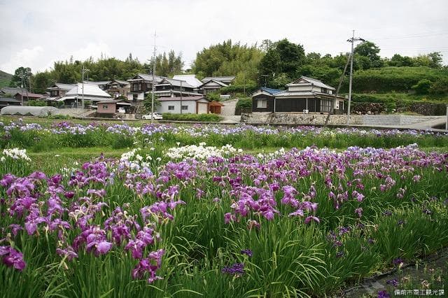 Kitao Iris Garden 3