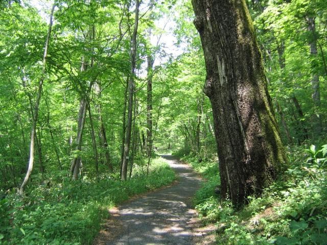 A giant forest of Poloto