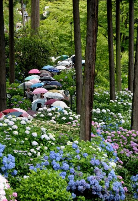 Hydrangea of Mimurodo-ji Temple