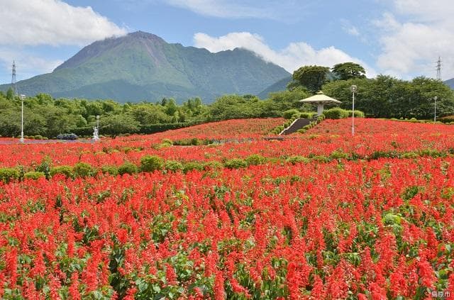 Ariake no Mori Flower Park
