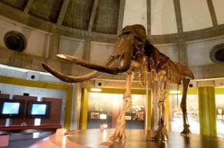 忠類ナウマン象記念館