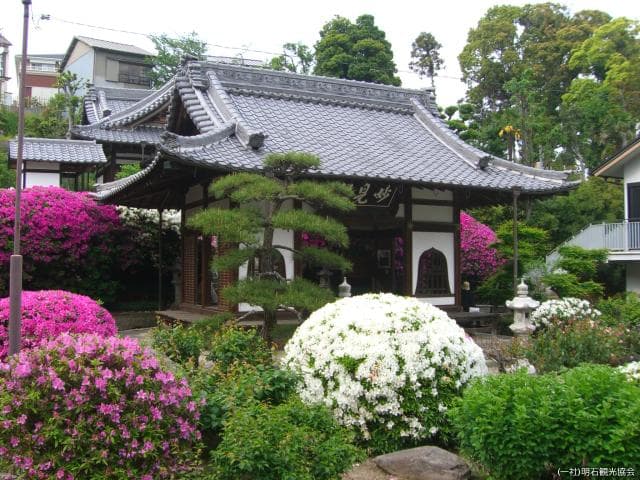 妙見社のツツジ