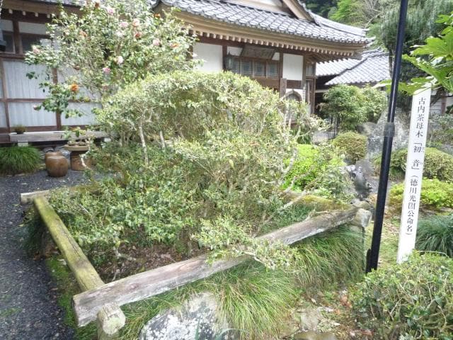 "Hatsune" Furuuchi tea tree