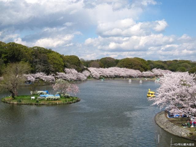 Cherry blossoms in Akashi Park