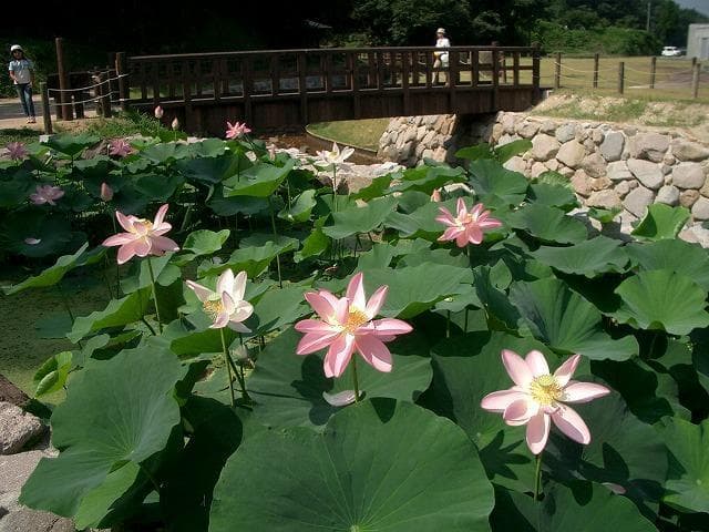 Ancient lotus