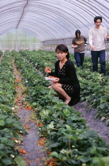 Strawberry picking