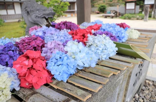 猪田神社のあじさい