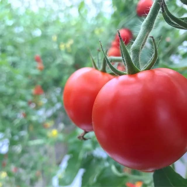 Bandai Tomato