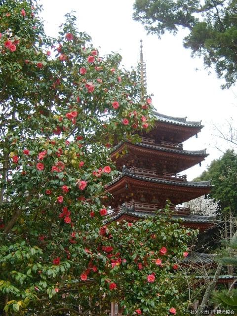 When camellia blooms