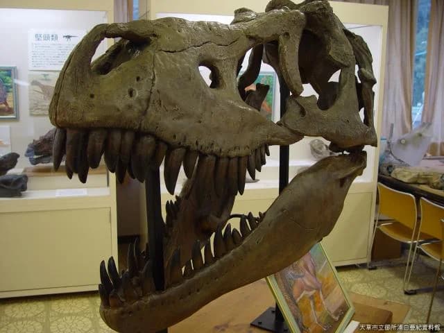 Dinosaur fossils in the exhibition room of the Urashiro Aki Museum of the Imperial Palace