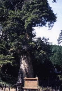 Millennium fir of Ote Shrine