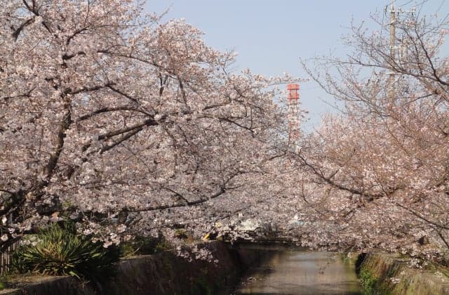 Cherry blossoms on the Midori River