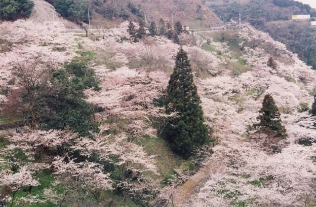 Sakura at Yagiyama Pass