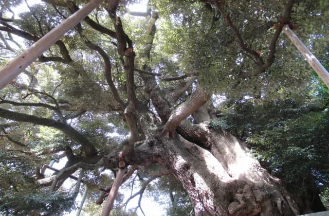 Shii of Hirakubo