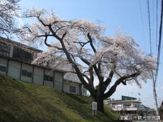 Cherry blossoms