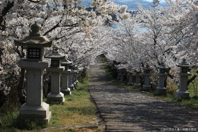 Ryuman Pond (Sakura)