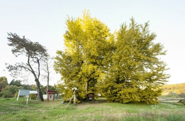 Great ginkgo in Ginkgo Kubo