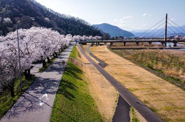 Cherry blossoms on the Hinokawa Riverbed ③