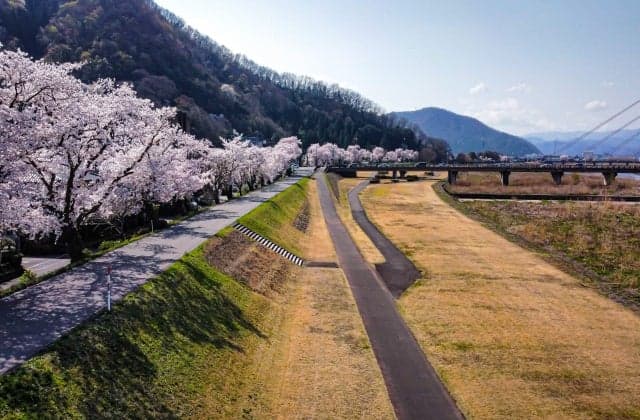 Cherry blossoms on the Hinokawa Riverbed ④