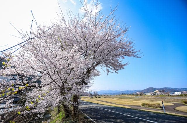 Cherry blossoms on the Hinokawa Riverbed ⑤