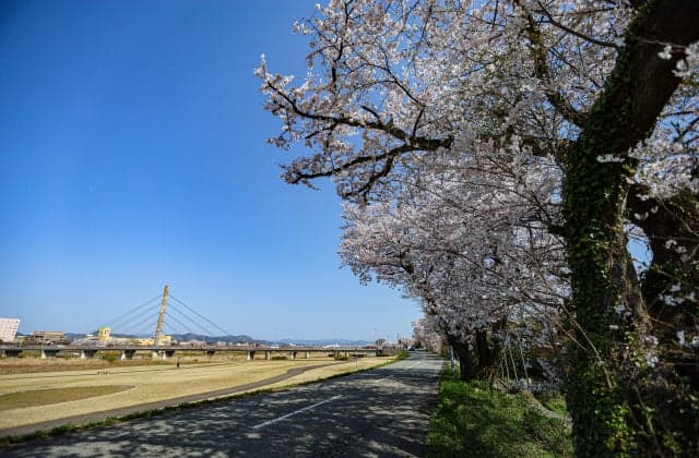 Cherry blossoms on the Hinokawa Riverbed ⑦