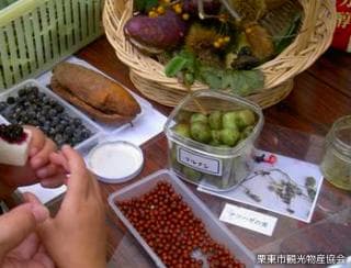 Ritto Nature Observation Forest Event