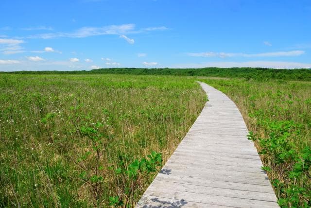 Shibetsu Marshland