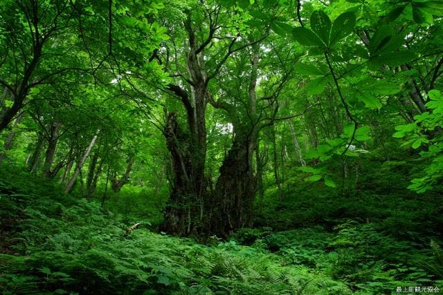権現山の大カツラ
