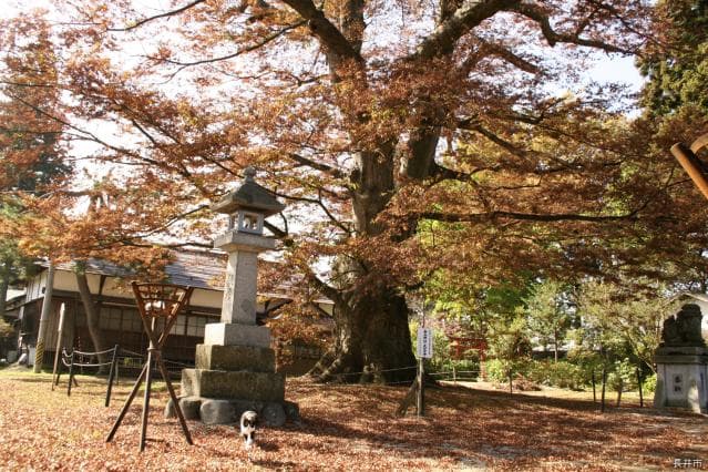 A large zelkova at Shirayama Shrine