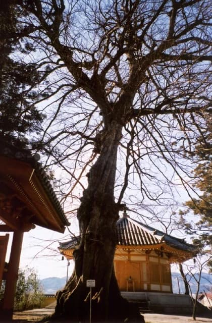 Mampuku-ji Temple