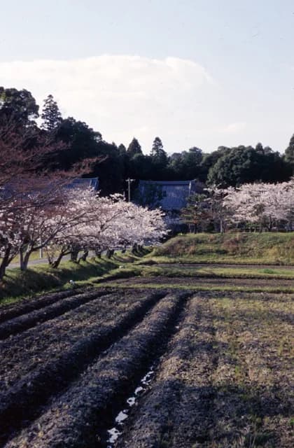 Cherry Blossoms in Kanonji Omido