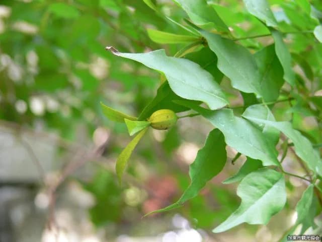 Tsukubane