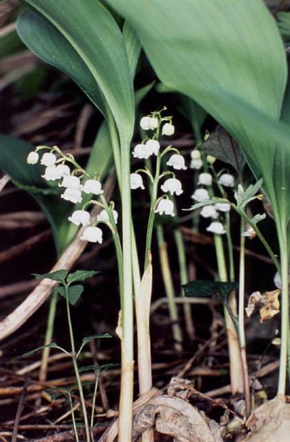 Lily of the valley