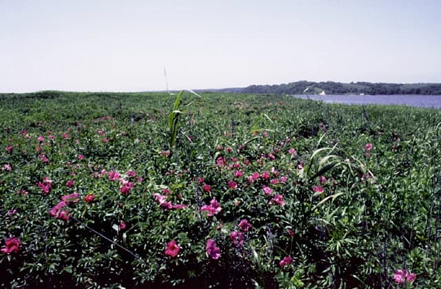Otsu Coast Nagabushi Lake Wild Plant Community
