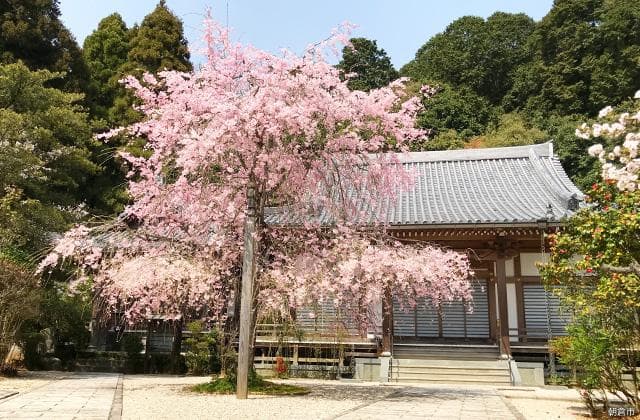 Cherry blossoms at Nangonji Temple