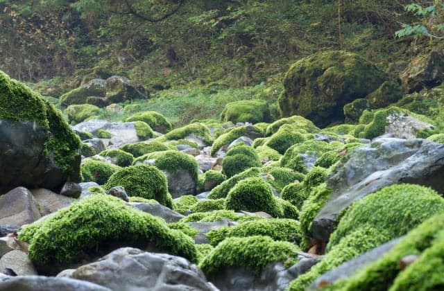 Mosss growing in rocky areas