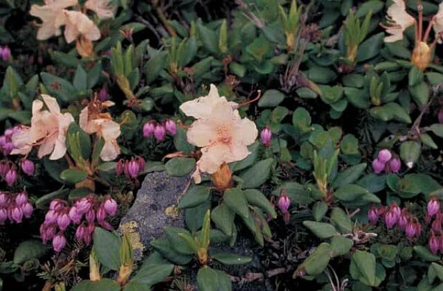 Alpine plant community of Mount Rausu