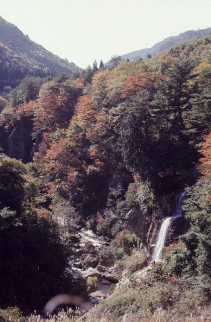 Autumn leaves of Mt.