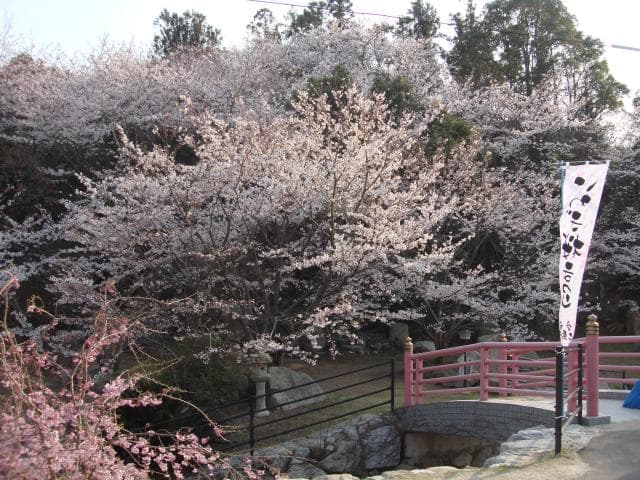 Cherry blossoms at Iwaki Park