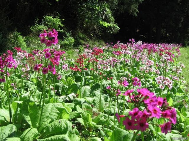 Krinsou at Iwato Shrine