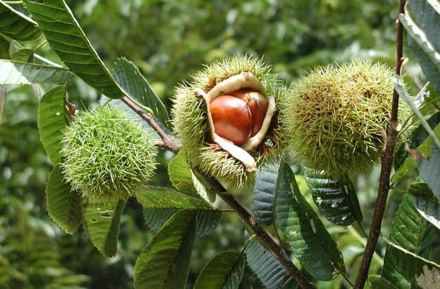 Chestnut