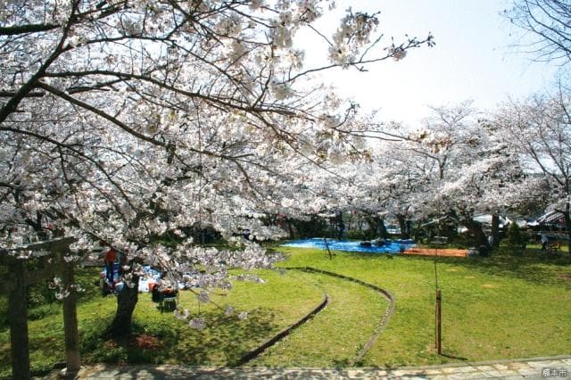 Cherry blossoms in Maruyama Park