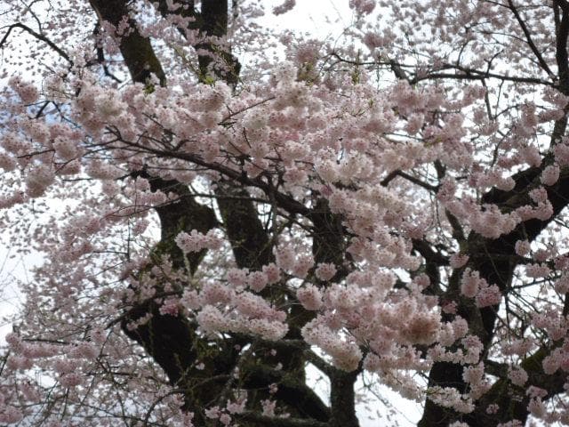 Near view of Komazakura