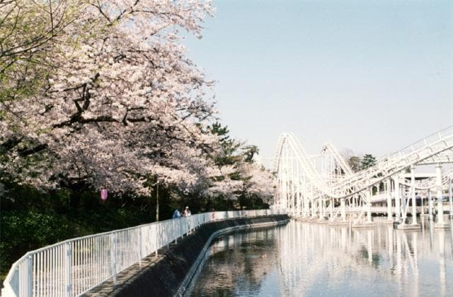 Sakura in Kezoji Park