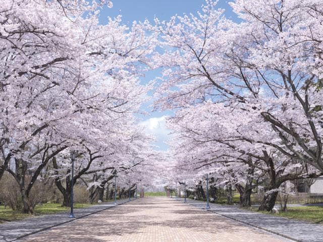 Cherry blossoms at Nihon Univ.